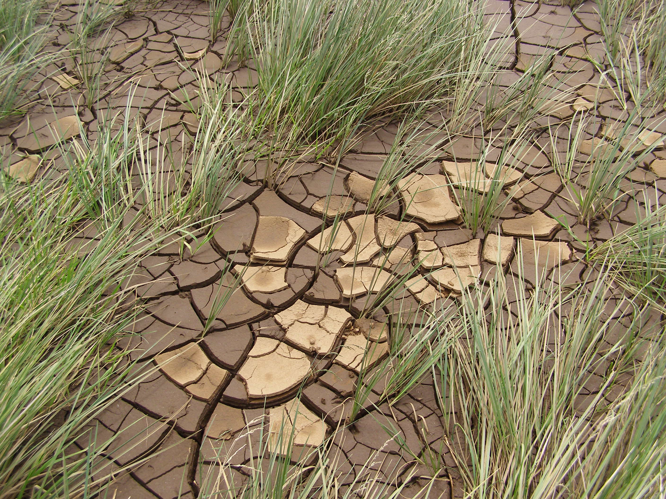 Zonas altas de Bioko.